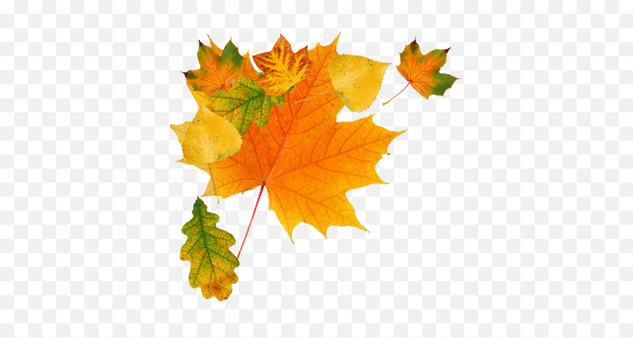 Falling Leaves Transparent Png - Autumn Leaves Free Png,Fall Leaf Transparent
