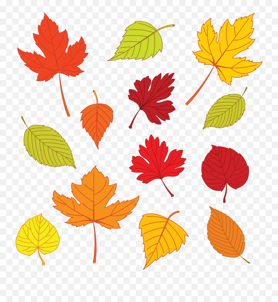 Thanksgiving Leaves Png - Leaf Drawing Template Autumn Autumn Leaves Illustration,Autumn Leaf Png