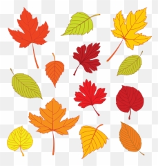 Thanksgiving Leaves Png - Leaf Drawing Template Autumn Leaves Illustration