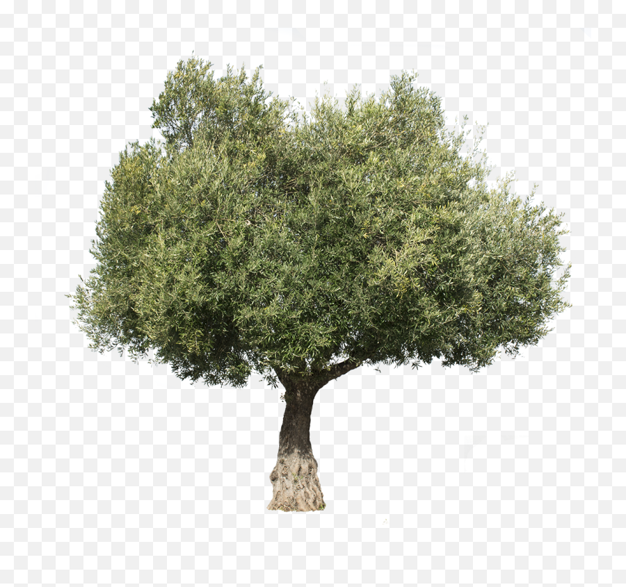 Olea Europaea Iii - Olive Tree Cut Out Png,Olive Tree Png