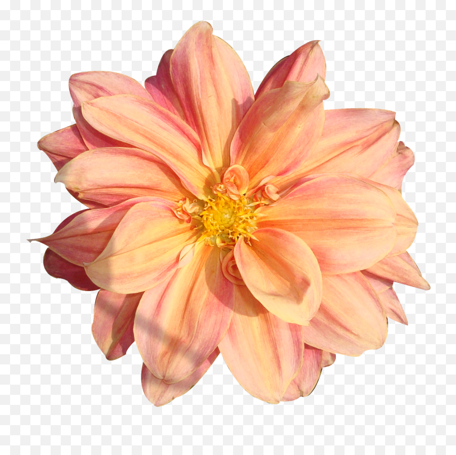 Download Hd Peach Flower Clipart Real - Real Flower Png,Real Flowers Png