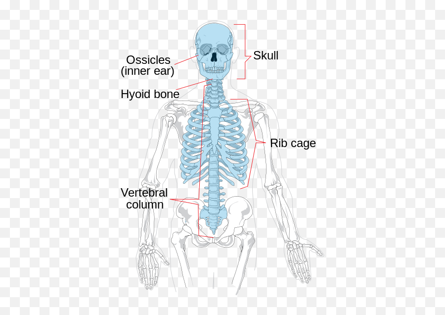 Axial Skeleton Diagram - Divisions Of The Skeletal System Png,Skeletons Png