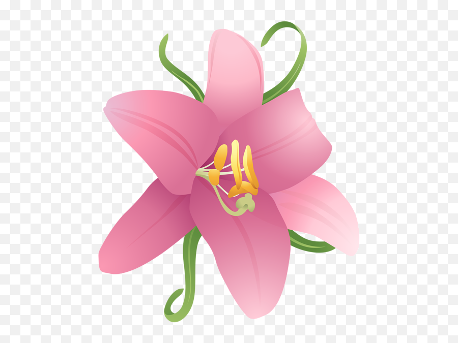 Lilium Transparent Png All - Portable Network Graphics,Lily Transparent