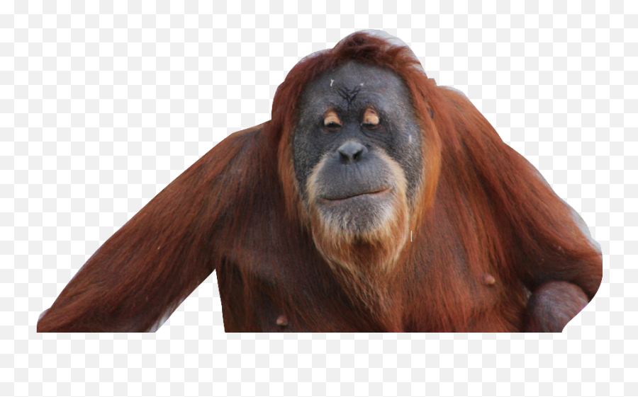 Orangutan Transparent Cartoon - Monkey Png,Orangutan Png