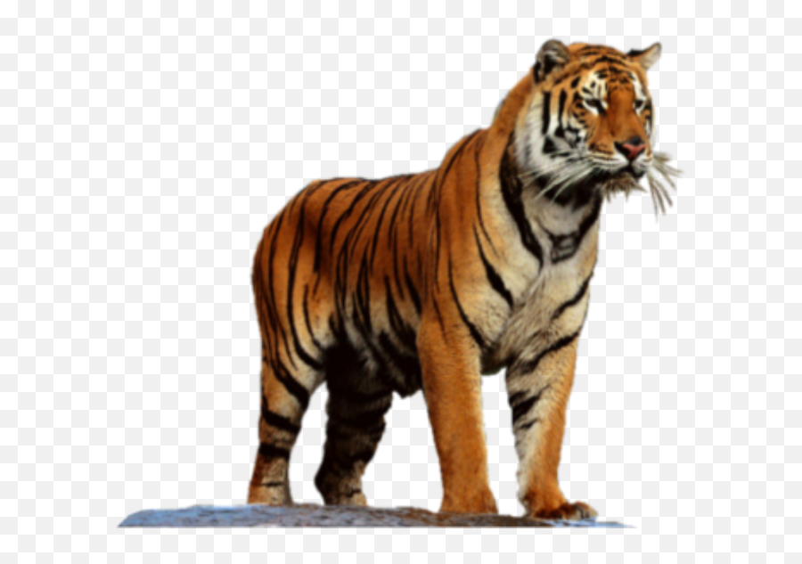 Tiger Png Transparent Background Image For Free Download 16 - Tiger High Resolution,Tiger Transparent