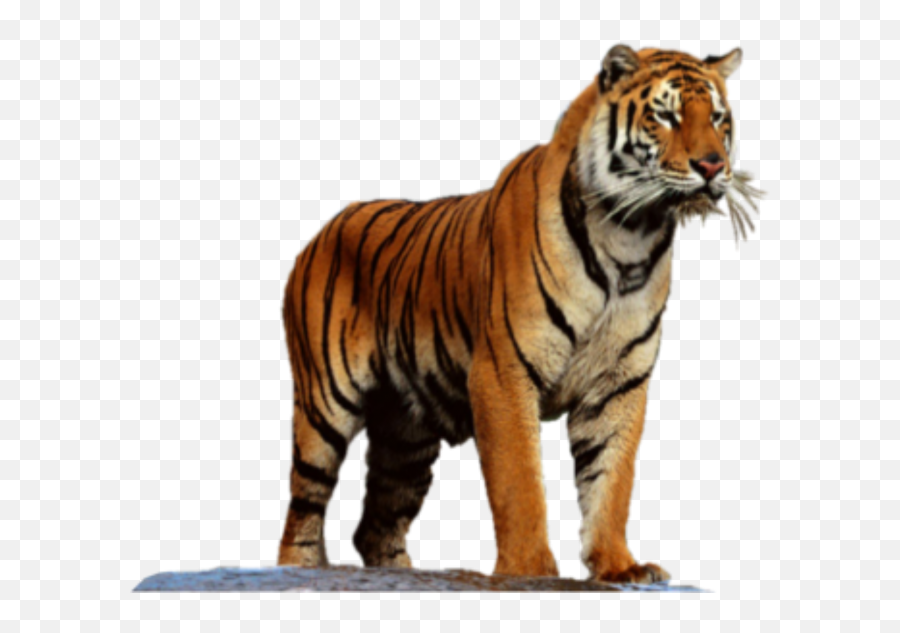 Tiger Png Transparent Background Image For Free Download 16 - Tiger High  Resolution,Tiger Transparent - free transparent png images 