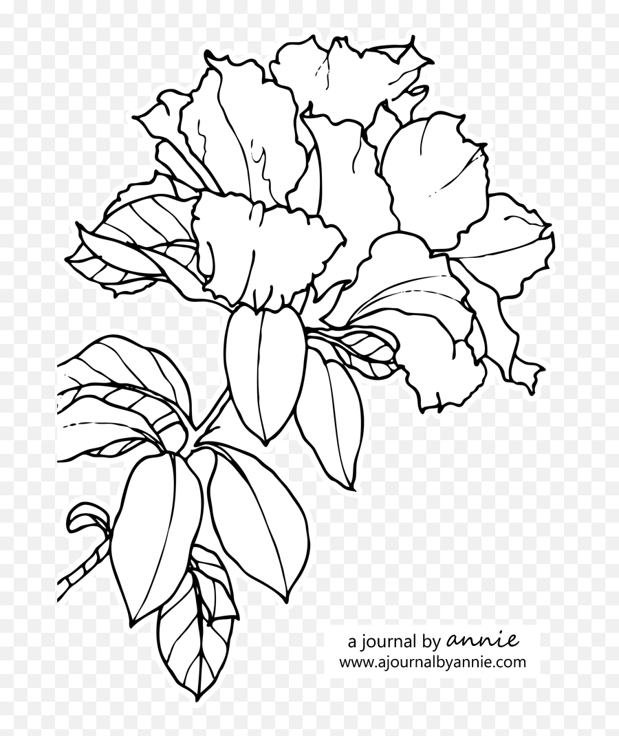 Download Hd Graphic Transparent Stock Azalea Drawing Pencil - Azalea Line Png,Azalea Png