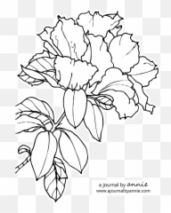Download Hd Graphic Transparent Stock Azalea Drawing Pencil - Azalea Line Png,Azalea Png