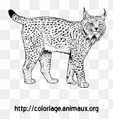 Lynx Png Background Image Arts - Lynx Clipart Black And White,Lynx Png