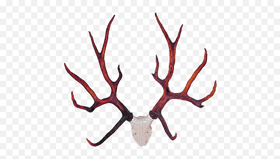 Transparent Deer Antlers Png Mart Clipart - Full Size Stag Antlers,Deer Antler Png