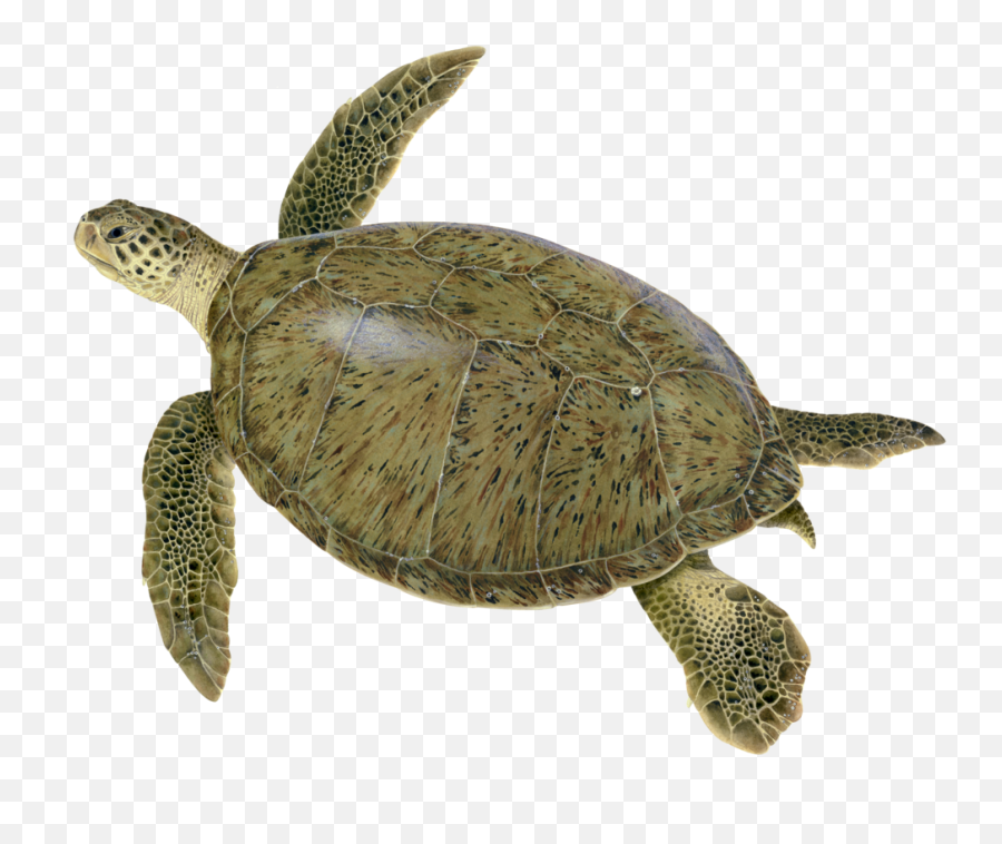 Sea Turtle Species U2014 Upwell Png