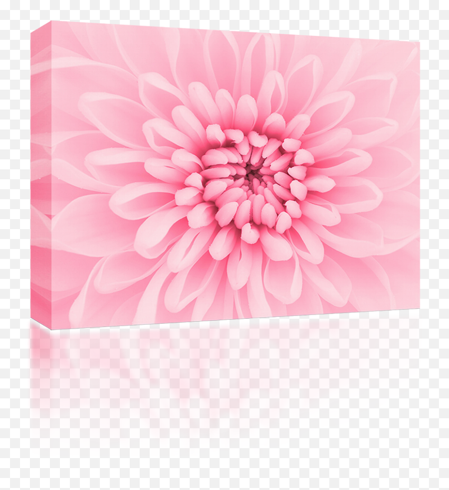 Download Transparent Chrysanthemum Png - Define Flourish,Chrysanthemum Png