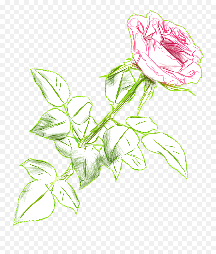 Rose Drawing Color Png Picture Image - Rose Transparent Drawing Color,Rose Drawing Png