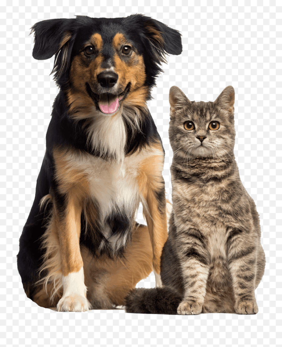 Clear Creek Animal Hospital - Transparent Cat And Dog Png,Dogs Transparent