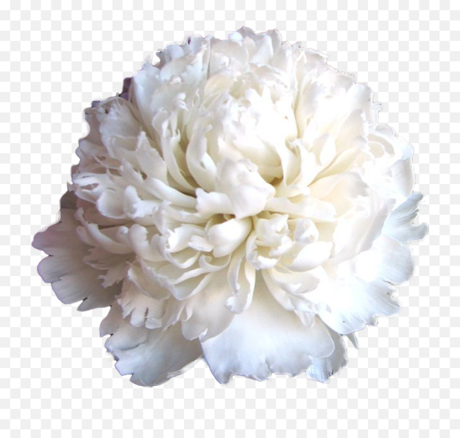 Download Carnation Png Image With No - Flower Bouquet,Carnation Png