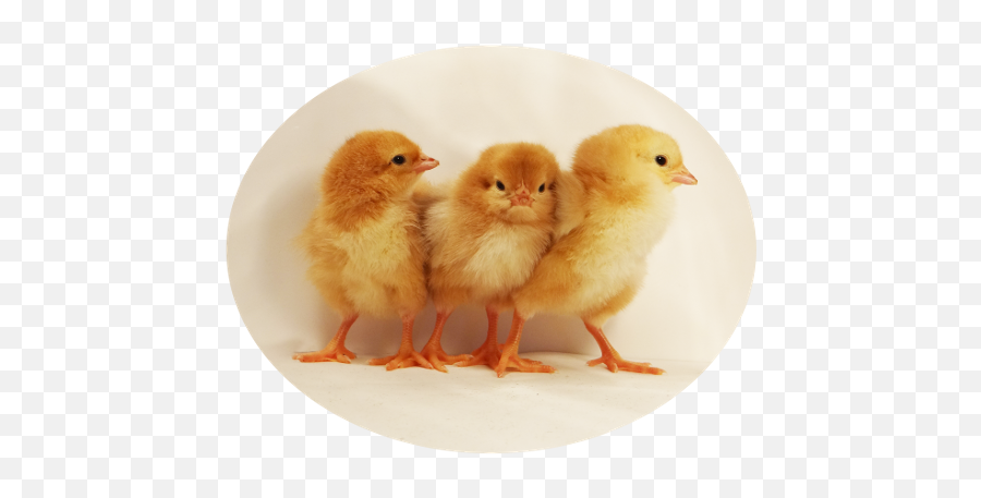 Baby Chick Description - Animal Figure Png,Baby Chick Png