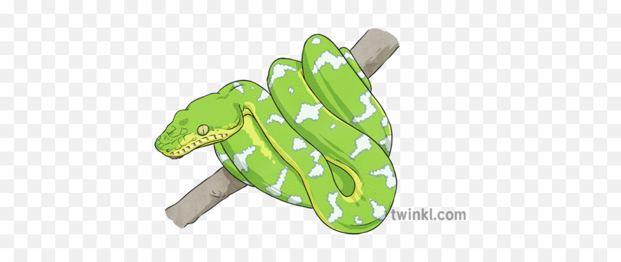 Tree Boa Snake Illustration - Twinkl Burmese Python Png,Green Snake Png