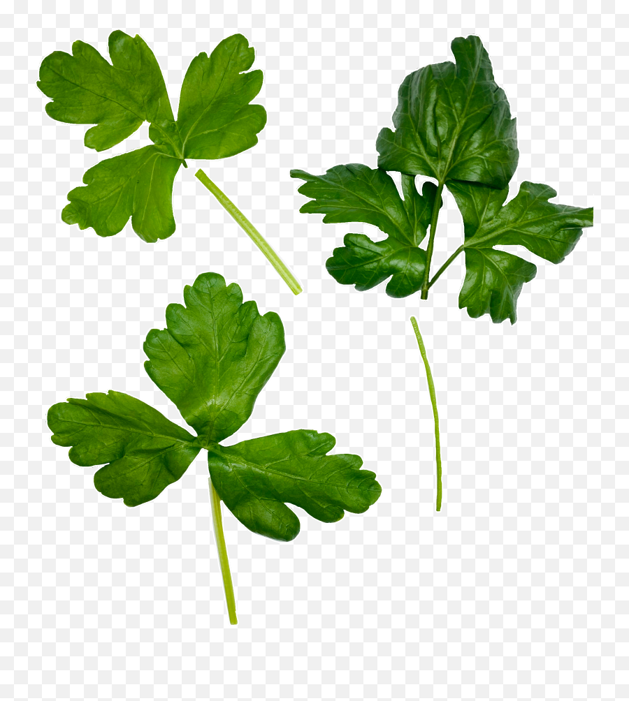 Parsley - Coriander Png,Parsley Png