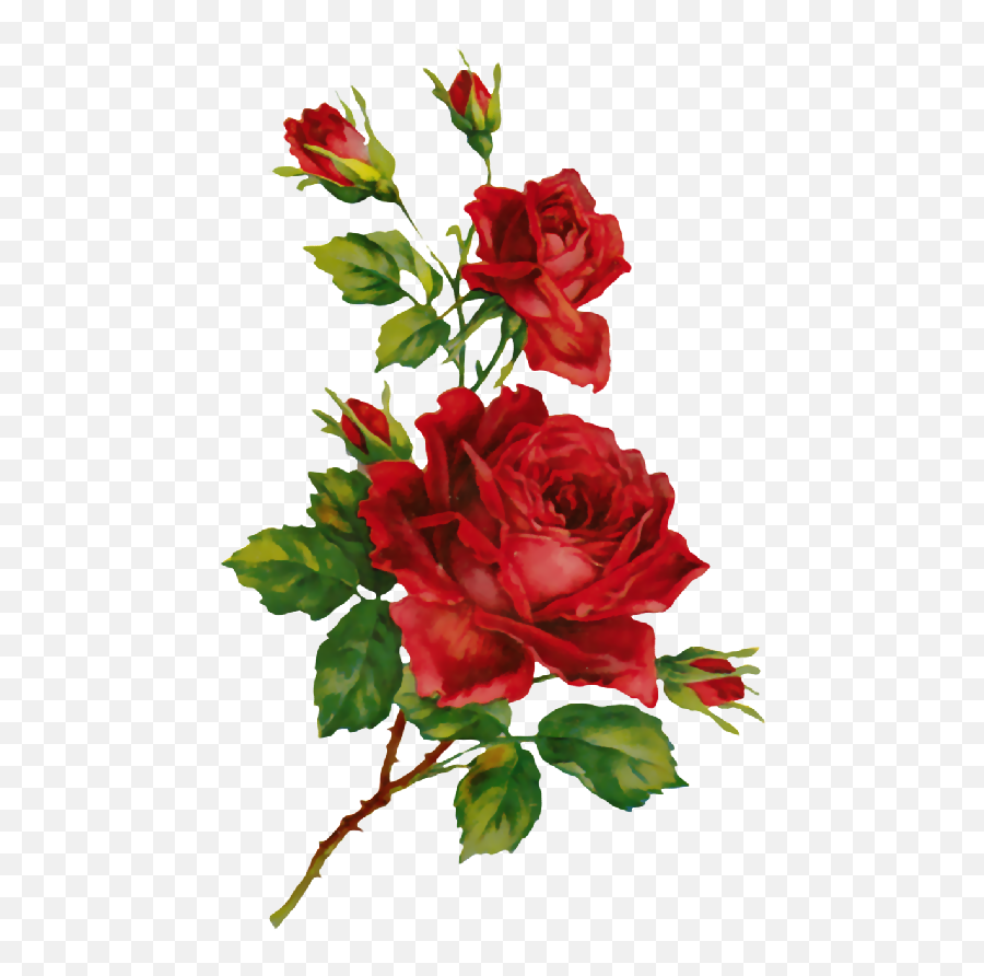 Rosas Rojas - Floral Png,Rosas Rojas Png
