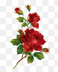 Rosas Rojas - Floral Png,Rosas Rojas Png