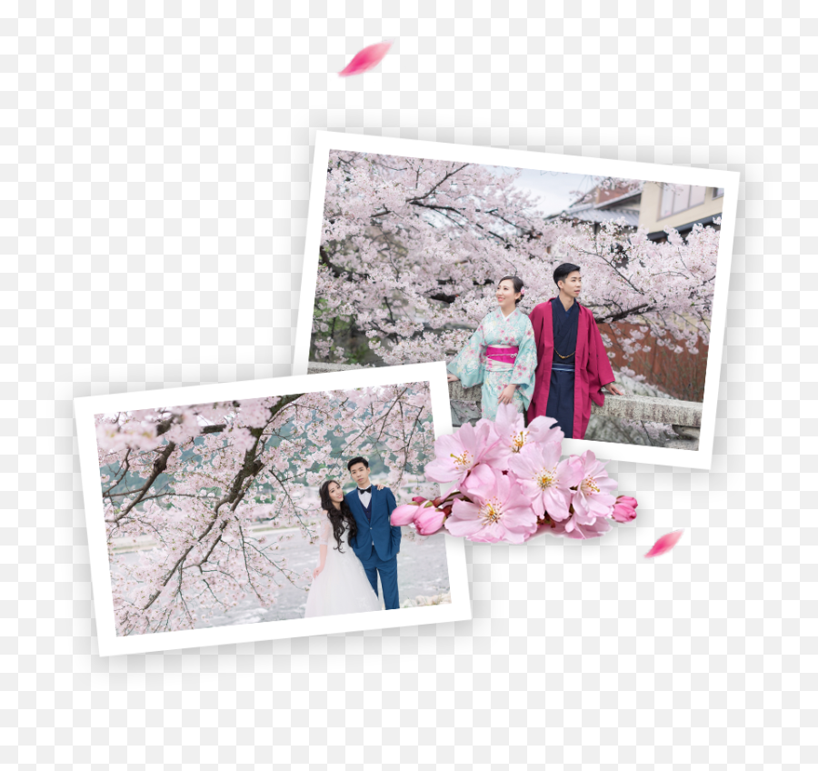 Cherry Blossoms Pre Wedding - Cherry Blossom Png,Cherry Blossoms Transparent