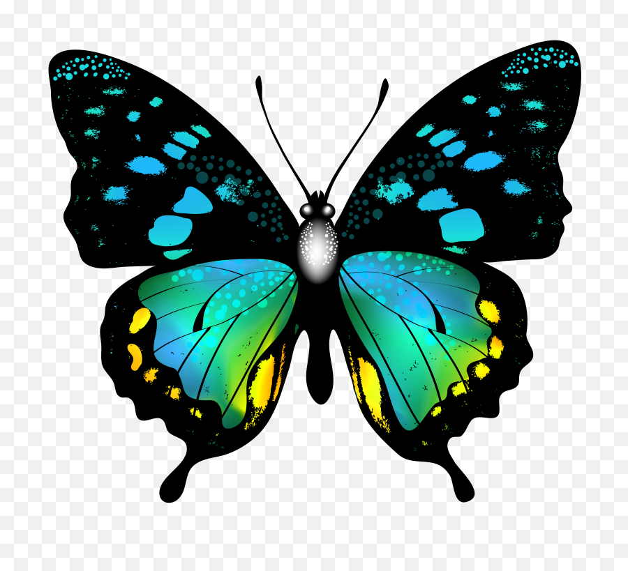 Blue Colorful Butterfly Png Clip Art Butterflies
