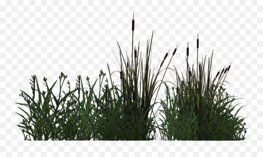 Pond Plants Png - Water Plants Png,Pond Png