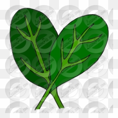 Spinach Picture For Classroom Therapy Use - Great png