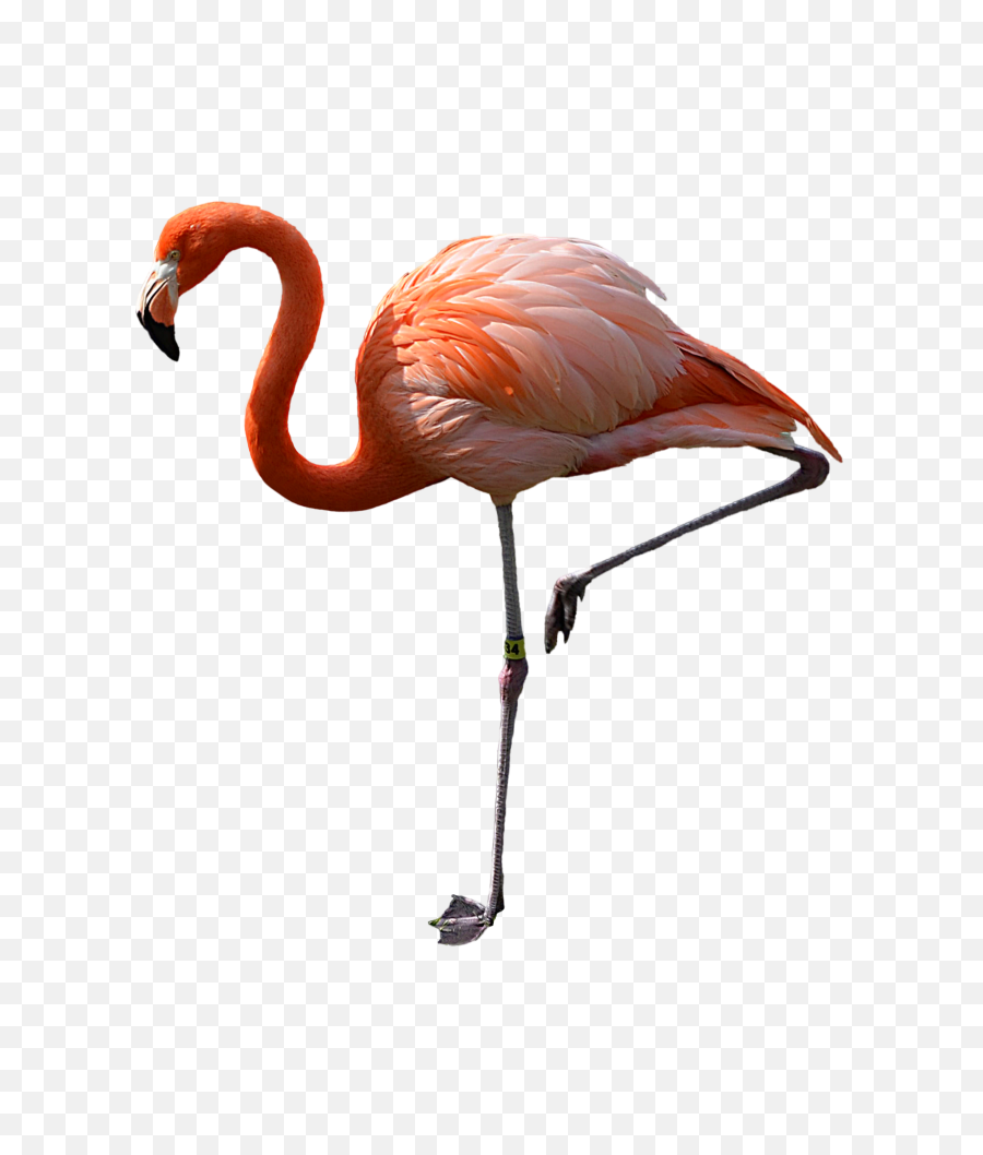 Png Flamingo - Flamingo Png,Flamingo Transparent Background