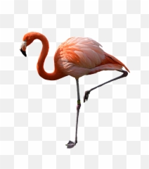 Png Flamingo - Flamingo Png,Flamingo Transparent Background