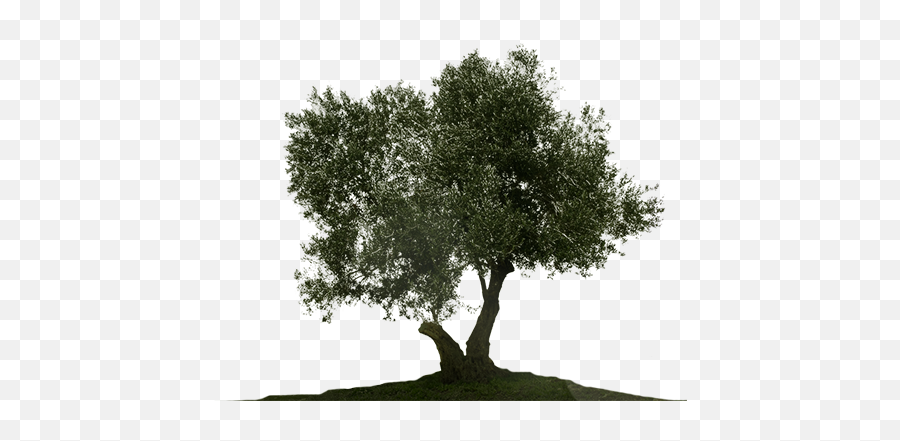 Olive Tree White Background Png Image - Olive Tree Transparent Png,Olive Tree Png