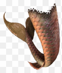 Mermaid Tail - Men Png