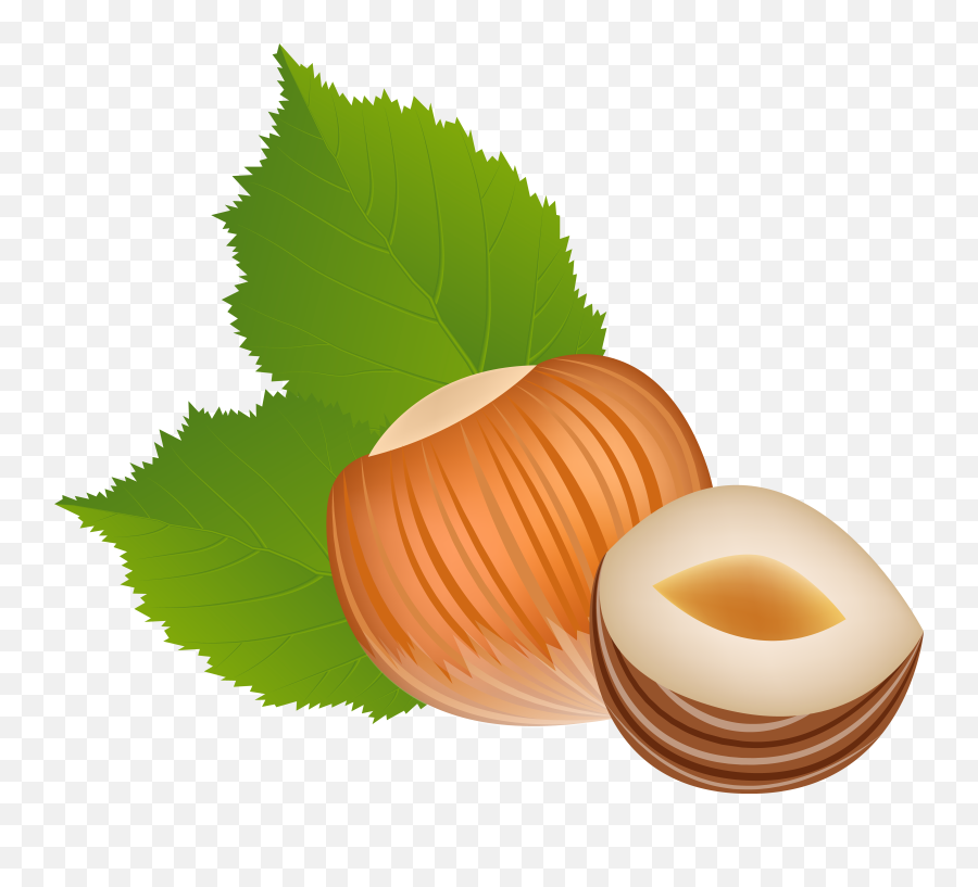 Clip Art - Hazelnut Clipart Png,Hazelnut Png