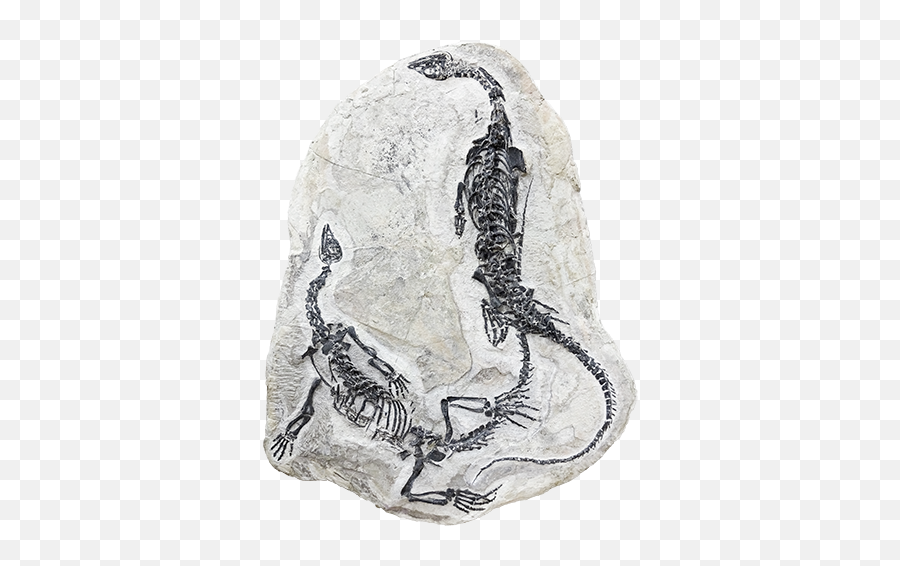 Home - Fossilie Png,Fossil Png