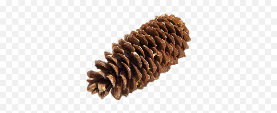 Pine Cone Png Image - Conifer Cone,Pine Cone Png