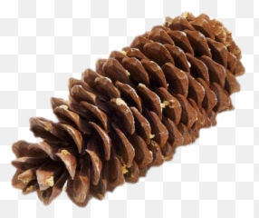 Pine Cone Png Image - Conifer Cone,Pine Cone Png