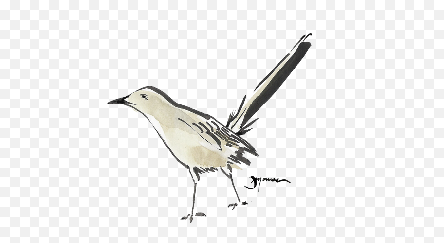 Mockingbird Watercolor Bird Watercolour - Mockingbird Watercolor Png,Mockingbird Png