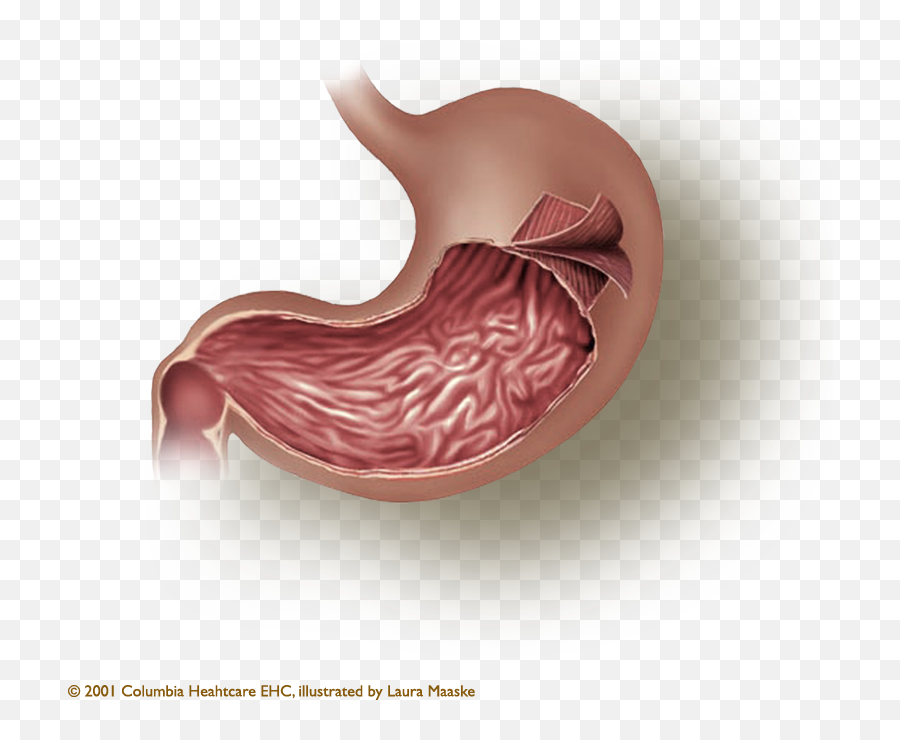 The Gastric Layers - Longitudinal Muscle Layer Of Stomach Png,Stomach Png
