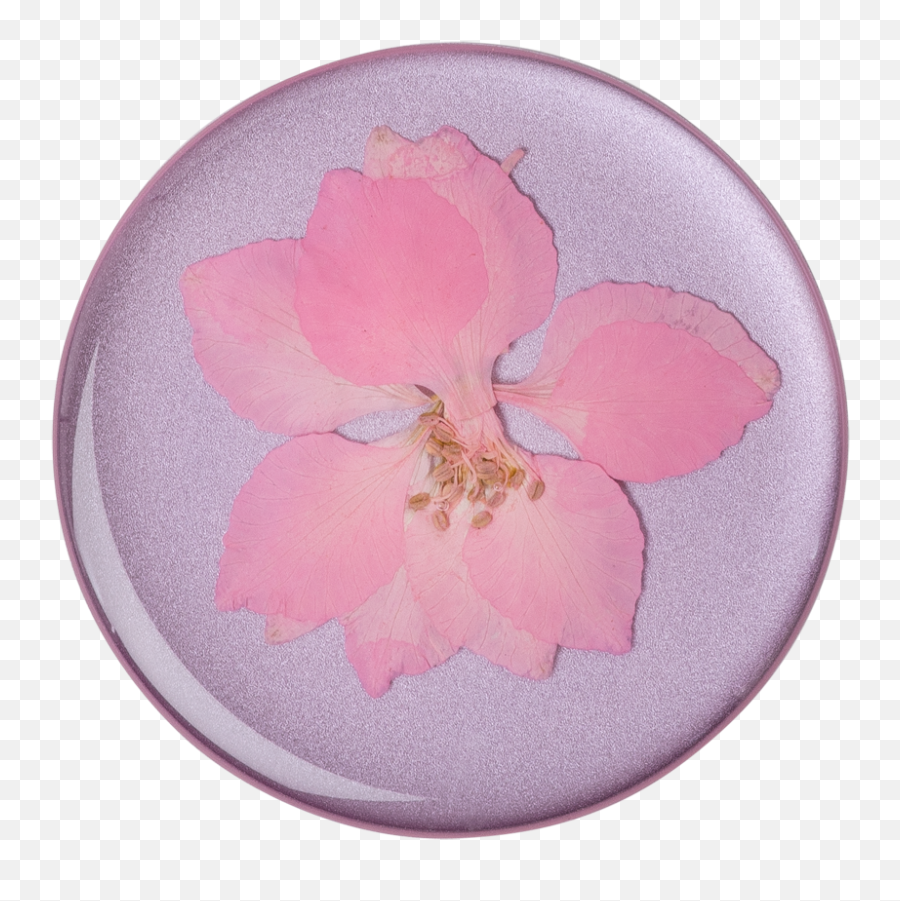 Pressed Flower Delphinium Pink - Pressed Flower Popsocket Png,Real Flower Png