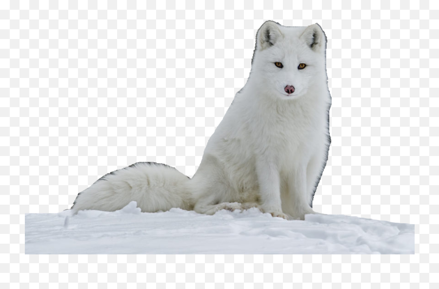 Arctic Fox Png Image With No Background - Arctic Fox High Quality,Arctic Fox Png