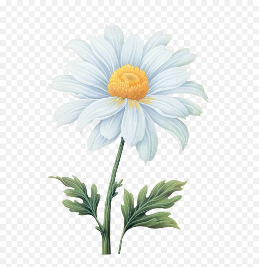 White Chrysanthemum Flower Absolute - Daisy Flower Watercolor Png,Chrysanthemum Png