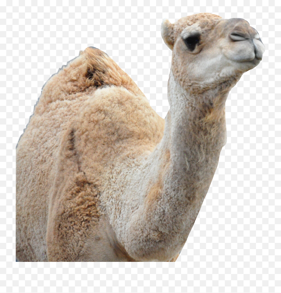 Camel Sticker By Dorothea756 - Dromedary Png,Camel Transparent Background