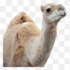 Camel Sticker By Dorothea756 - Dromedary png