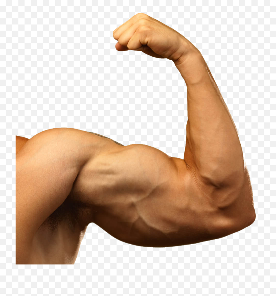 Muscle Arm Png Background Images Arts Muscular Arm Transparent Background Body Builder Png Free Transparent Png Images Pngaaa Com - roblox buff body transparent
