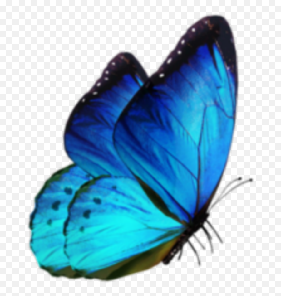Butterfly Blue Bluesky Glow Sticker - Transparent Background Butterfly Png,Blue Glow Png