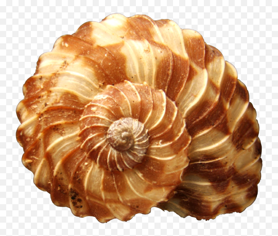 Seashells Png Clipart - Seashells Png,Sea Shells Png