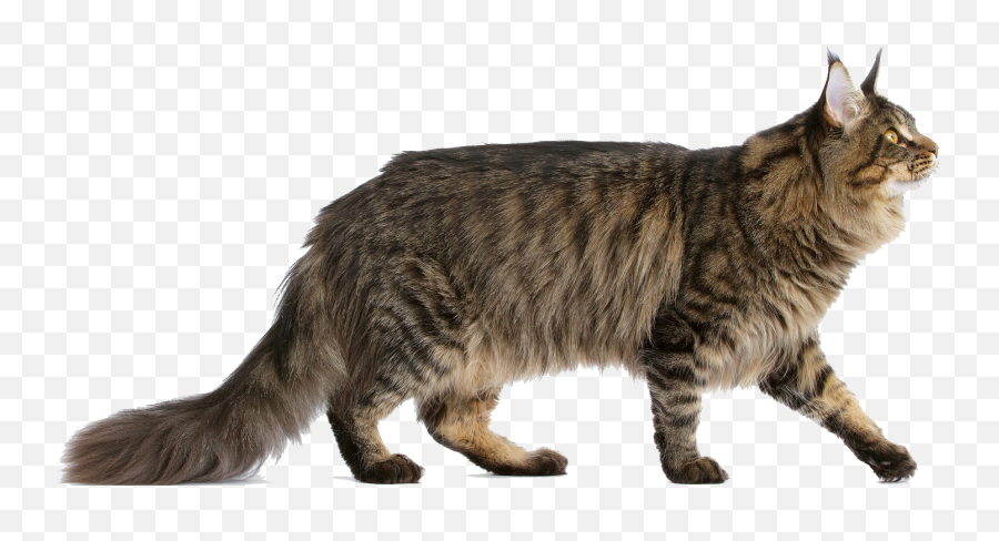 Download Do You Want A Pretty Friend - Maine Coon Norwegian Forest Cat Mix Png,Cat Transparent