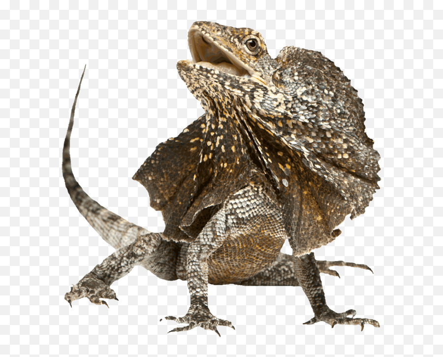 Horned Lizard Transparent Png - Frill Necked Lizard Png,Lizard Transparent