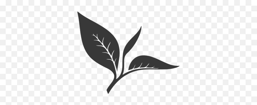 English Breakfast Tea Organic Leaves - Sketch Png,Tea Leaf Icon