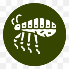 Ecosafe Pest Management Llc - Control for homes and Pulga Animado Para Colorear png